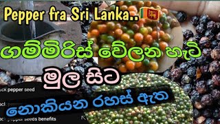 Black pepper 👈👆gammiris welana hati ගම්මිරිස් වේලන හැටි මුල සිටම කළු ගම්මිරිස් හදන්නේ මෙහෙමයි [upl. by Akirdnwahs]