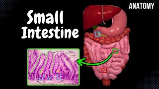 Small Intestine Anatomy Parts Topography Structures Layers [upl. by Eihtak]