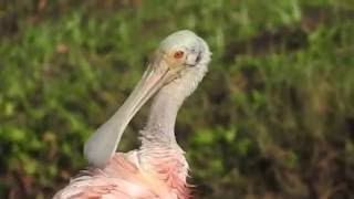 Roseate Spoonbills calling and preening [upl. by Gower]