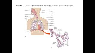 Fundamentals of Nursing  Lecture 20 Oxygenation  Part 1 [upl. by Siroval]