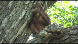 Denver Zoo orangutans enjoy quotice creamquot before Ice Cream Social [upl. by Anirbak227]