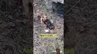 Puppies were eating dead body to survive🐕dog puppy pets animals shortvideo [upl. by Sualakcin]