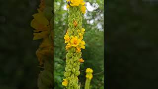 Verbascum densiflorum  wild flowers Usa shorts flowertypes [upl. by Niel]