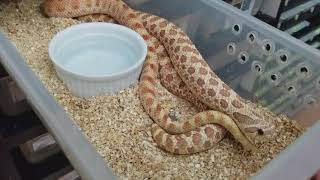 Western Hognose Breeding Tips Video [upl. by Ytsirk]