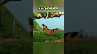 Butterfly Bat  Kerivoula picta youtubeshorts ytshorts shorts [upl. by Otha502]