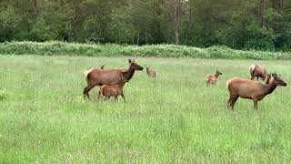 Lots of Elk babies [upl. by Felicle]