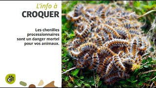 🐛 CHENILLE PROCESSIONNAIRE 🐛 [upl. by Etteyniv]