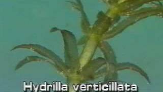 Hydrilla [upl. by Oreves]