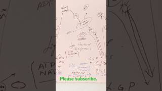 PhotosynthesisElectron transport chainplant physiology [upl. by Namrak]