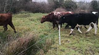 Winter solstice eve A step backwards to move forward outwintering cattle in Ireland [upl. by Atiuqrehs]