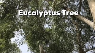 Eucalyptus Tree [upl. by Pollerd214]