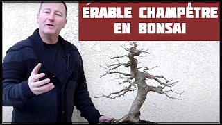 TAILLE de STRUCTURE DE lÉRABLE CHAMPÊTRE 🌱 NEJIKAN BONSAI 🌱 [upl. by Ainegul]