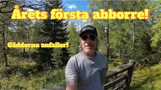 Årets första abborre [upl. by Ahsimal]