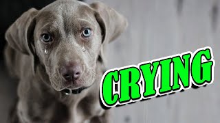 Dog Crying and Whining Loud  Sound Effects of 5 Crying Dogs [upl. by Ledairam]