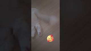 Chill Cat Wiggly Tail – Too Cute 🥰 cat catlover pets แมว แมวน่ารัก sugalioncat [upl. by Eyak]