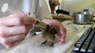 Handfeeding 11day old baby dove [upl. by Enywtna]