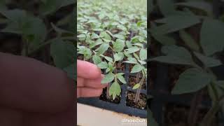 Tomato Seedlings Grown in Soilless Media Tomato Cultivation टमाटर की खेती soillesscultivation [upl. by Oigroig548]