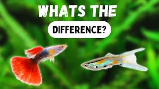 ENDLERS vs GUPPIES  Whats The Difference [upl. by Johnstone]