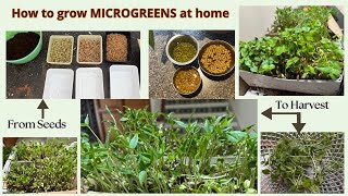 How to grow microgreens at home Ready to eat in 7 days Seeds to harvest microgreens without soil [upl. by Nhtanhoj]