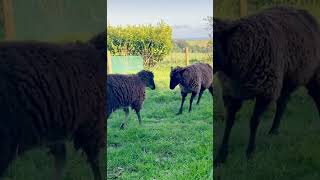 Arapawa Sheep  Ram and Ewe Head Butt [upl. by Dawkins]