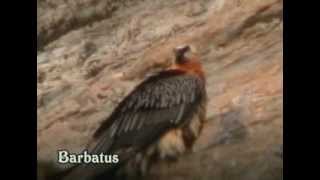 Quebrantahuesos  Gypaetus barbatus  Bearded Vulture [upl. by Ilysa677]