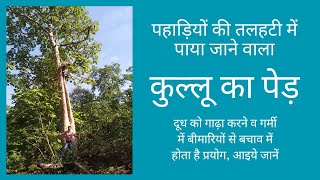 कुलू का पेड़ Kulu Tree  Sterculia urens  दूध को गाढ़ा करने व लू से बचने में है सहायक [upl. by Ruyle389]