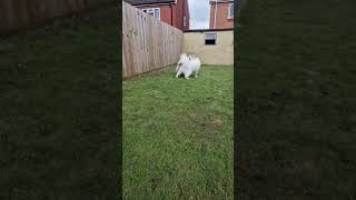 Adorable samoyed pup meets best friend link the golden cute samoyed puppy puppylife play dog [upl. by Jarrell513]