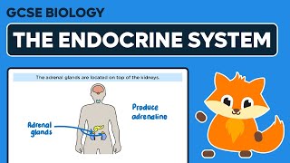 The Endocrine System  GCSE Biology [upl. by Camile]