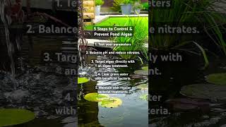 5 Steps to Control amp Prevent Algae in Ponds [upl. by Oidualc609]