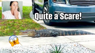 AN ALLIGATOR RIGHT OUTSIDE 🐊 😱  Days in Our Life in Florida  Spring Cleaning [upl. by Irtemed973]