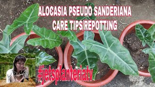 ALOCASIA PSEUDO SANDERIANAREPOTTINGCARE TIPS [upl. by Lopes]