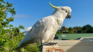 Australian Wild Cockatoos SECRET Hot Day Relief Strategy [upl. by Persian]