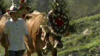 Almabtrieb Zillertal Tirol  Österreich 🐮 [upl. by Nivloc]