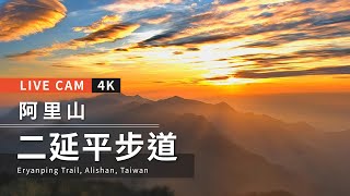 4K Live camAlishan【阿里山美景4K直播】二延平步道 Eryanping Trail [upl. by Nalat]