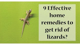 How to get rid of lizards  Home remedies for getting rid of lizards [upl. by Ekud224]