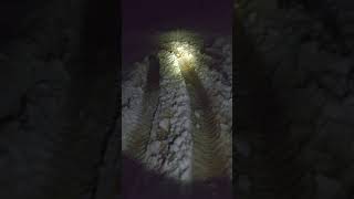 Night walking extra footage from todays work lodiranch colorado snow hardwork [upl. by Nanji233]