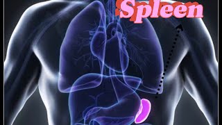 Spleen  Anatomical Position  Parts  Dissection easy explanation ospe [upl. by Malliw]