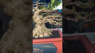 Bonsai Anting putri Vietnam [upl. by Jennine]