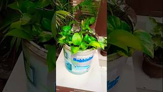 Money plant propagation ☘️✨houseplants plantslover plantsshortsviral shorts foryou [upl. by Jaquelin148]