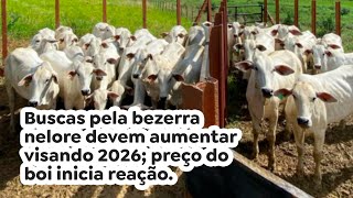 Buscas pela bezerra nelore devem aumentar visando 2026 preço do boi inicia reação [upl. by Onyx821]