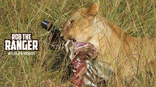 Lion Pride Eat a Zebra  Maasai Mara Safari  Zebra Plains [upl. by Amsa]