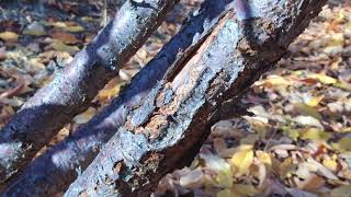 Damage In Cherry Trees From Quadraspidiotus perniciosus cherries [upl. by Capwell]