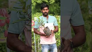 Macadamia Plants In Telugu  Macadamia Plants  Macadamia Dry Fruit  Ashok Chakra Nursery [upl. by Georas]