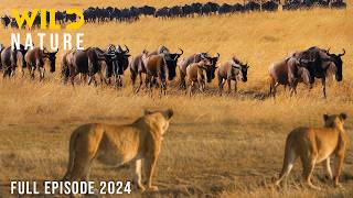 WILD SAVANNAH  The Migration Journey and Challenges in the Land of Predators  Animal documentary [upl. by Ocicnarf]