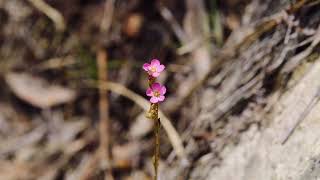 주걱끈끈이주걱좀끈끈이주걱Spatula Sundew [upl. by Nitreb438]