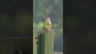 House Wren Singing nature birdwatching naturelovers wildlife birds wren [upl. by Ellenuahs]