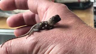 Mountain Horned Dragon Babies Acanthosaura capra hatchlings are here [upl. by Oos]