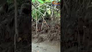 Watch Crocodiles 🐊 of Chorao island [upl. by Lilly]