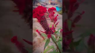 Celosia cristata flower transition explorethebeautyofnature enjoythenature shortsvideo [upl. by Yendic]