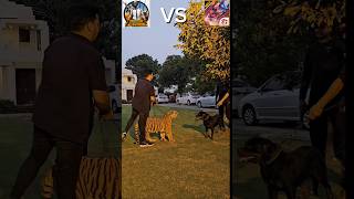 FREE FIRE VS PUBG WINT BAGHA VS DOG With for and💥 freefire ffvspubg tollface shorts viralshort [upl. by Tadich]